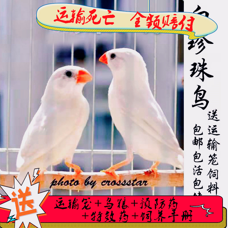 白珍珠鸟活体白灰灰珍珠观赏宠物鸟活物手养珍珠鸟一对一只特色驼色