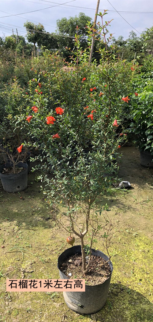 轻奢芊阙石榴花盆栽观赏果树苗四季开花吉祥植物潮汕红花抹草阳台绿植