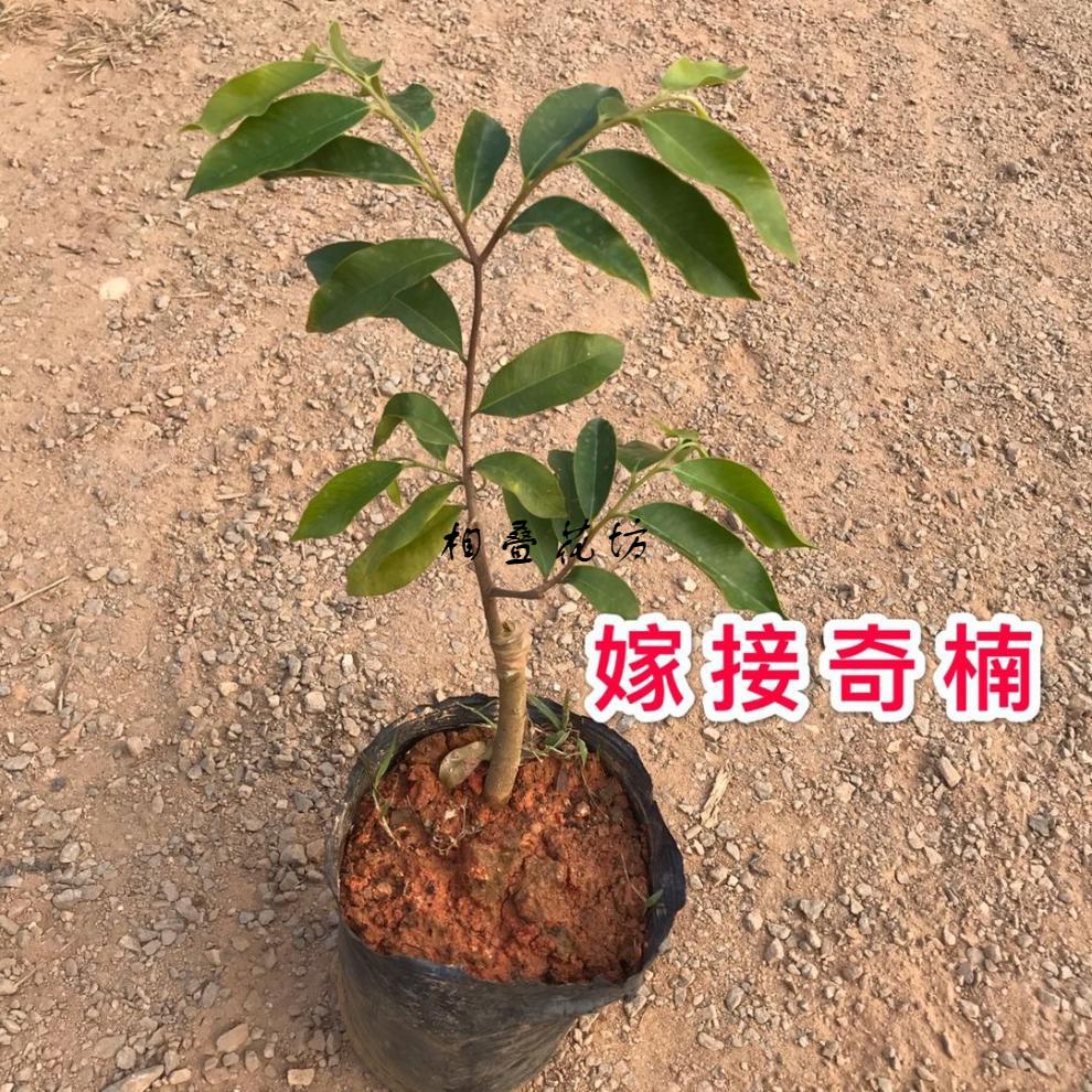 相叠花坊奇楠沉香树苗名贵苗木种子苗奇楠实生苗沉香小苗大杯苗 30-40