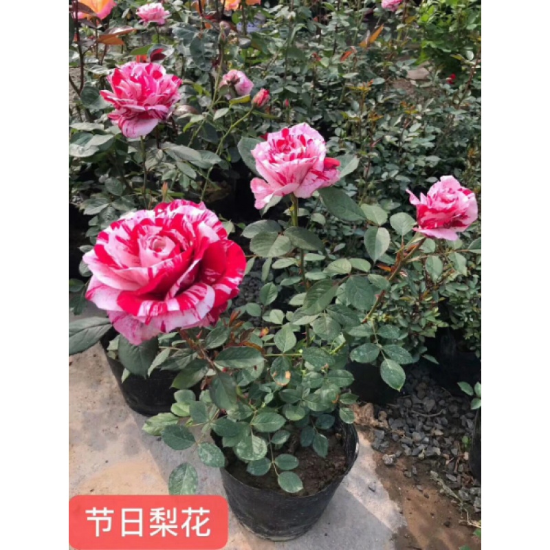 简牧 品种月季大花月季欧洲香水月季花苗盆栽浓香型赛