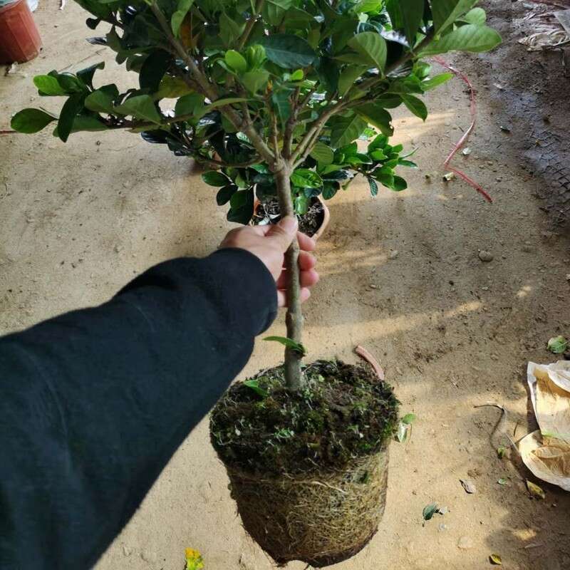 栀子花 阳台室内盆栽 大叶小叶桅子花苗 独杆栀子花 牡丹栀子 4年高杆