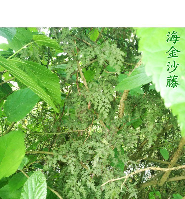 伟博海金沙新鲜海金沙草500克中草药罗网藤左转转藤现摘现发海金沙