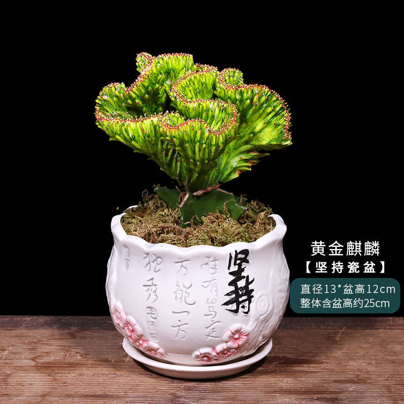 彩麒麟盆栽仙人掌多肉植物室内绿植花卉四季好养盆景春峰 彩麒麟(原