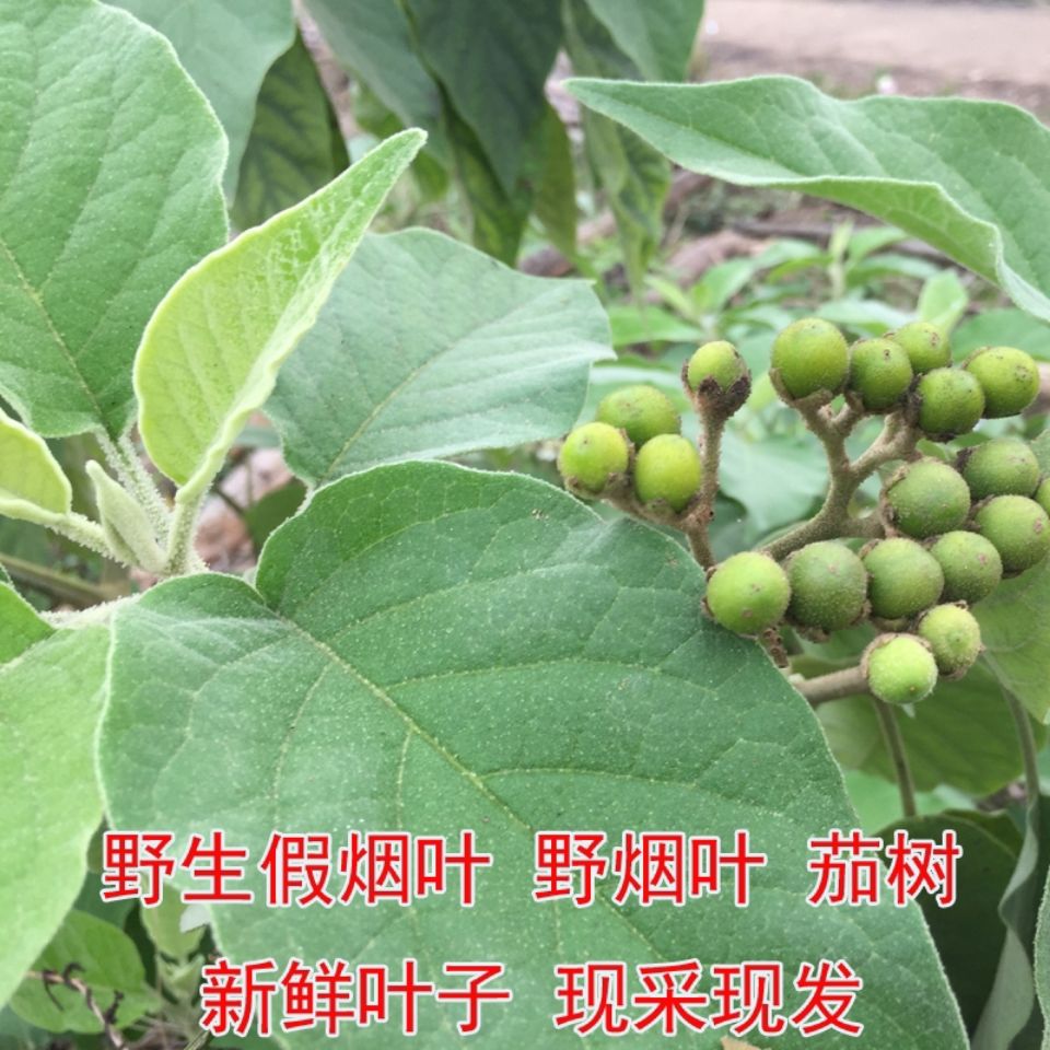 伟博新鲜假烟叶野烟叶茄树祛痱身痒中草药土烟叶500克新鲜假烟叶野