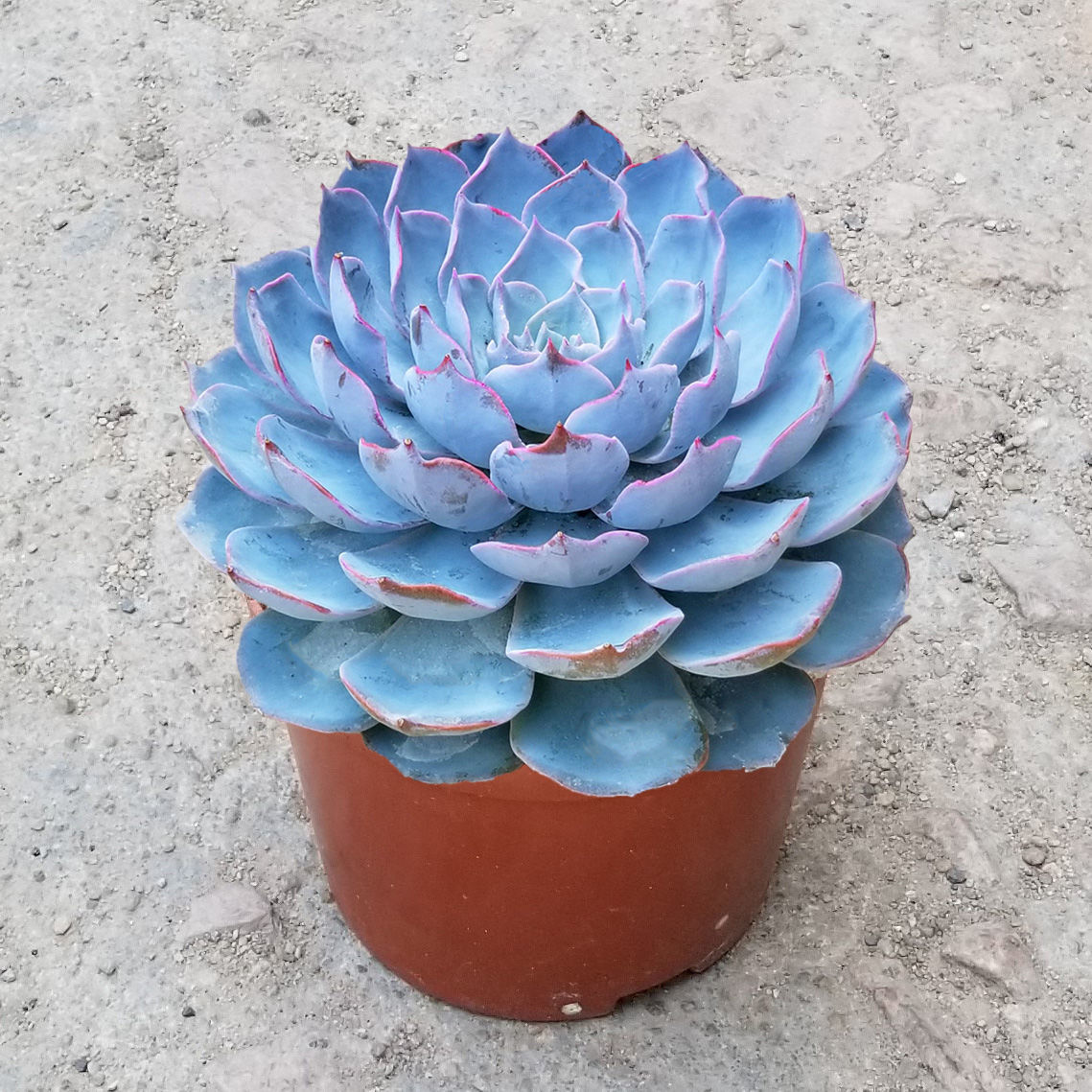 麦桑荷【推荐】蓝莲花多肉植物盆栽肉肉植物老桩多肉室内绿植花卉好养