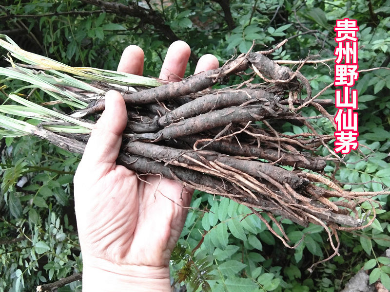 伟博新鲜仙茅中药材500g 贵州地棕独茅先矛独脚先毛仙毛仙矛