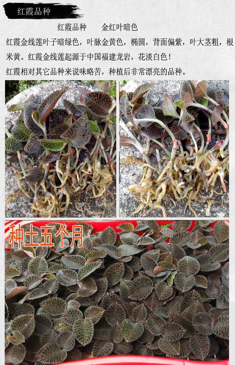 金线莲种苗瓶苗28-30株红霞品种 金线莲苗种植苗好养