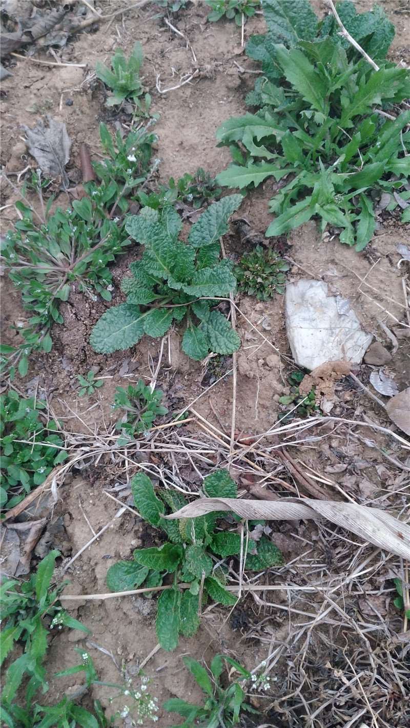 伟博干品蛤蟆草晒干整棵干荔枝草癞蛤蟆草蟾蜍草青蛙草雪见草500g