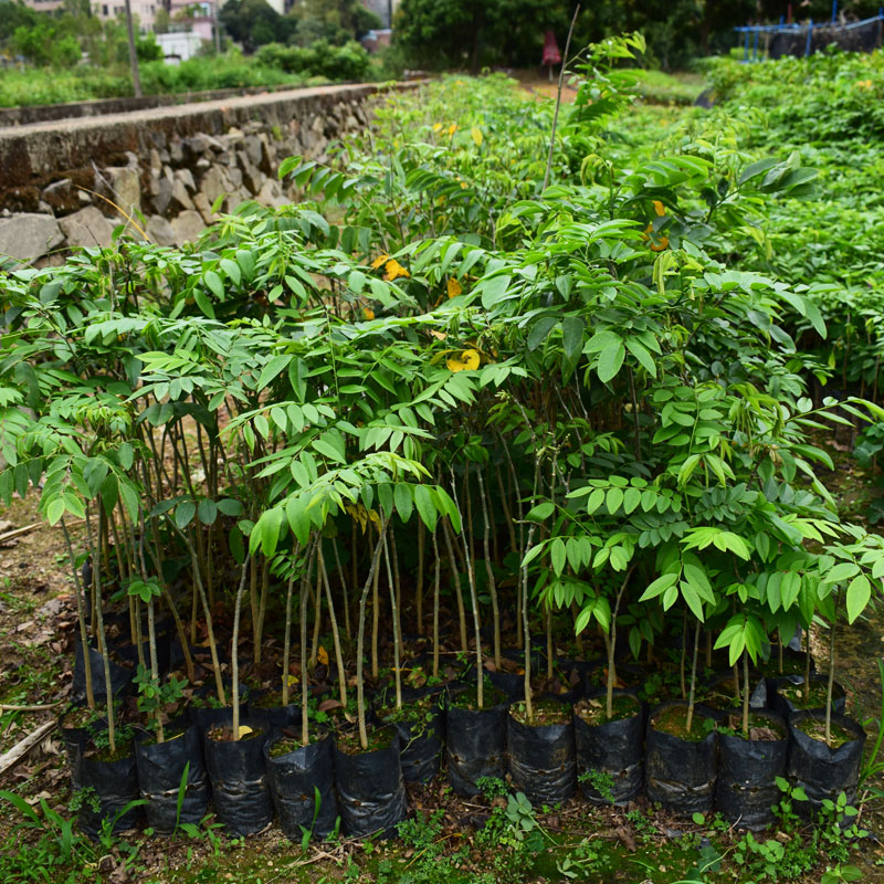 金丝楠木苗木海南黄花梨树苗红木苗花梨木苗小叶紫檀苗沉香苗庭院植物