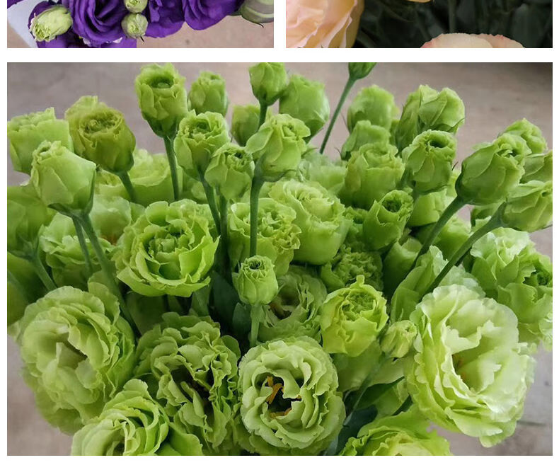 涞思芊*轻奢芊阙现货云南基地直销重瓣洋桔梗花苗惊艳切花洋桔梗苗
