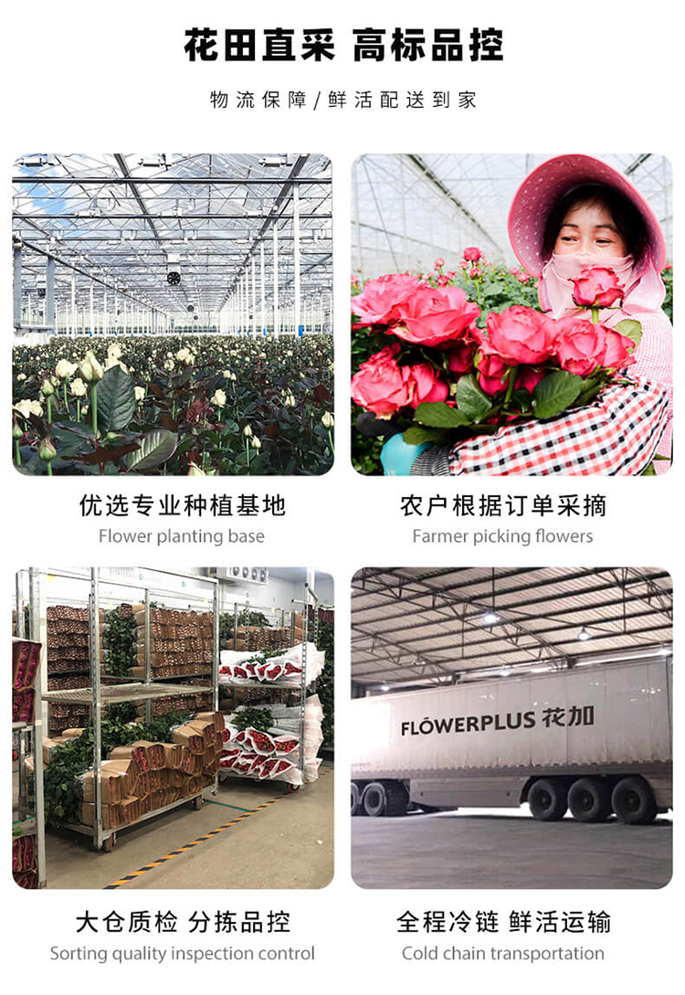 【基地直发】FlowerPlus花加单品鲜花云南昆明花束精致桌面瓶插花摆件鲜切花（下单后7天内发货） 六出花10枝，颜色随机