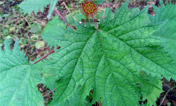 伟博红藿麻根红豁麻根红禾麻草红荨麻草根红活麻根红寻麻根500克