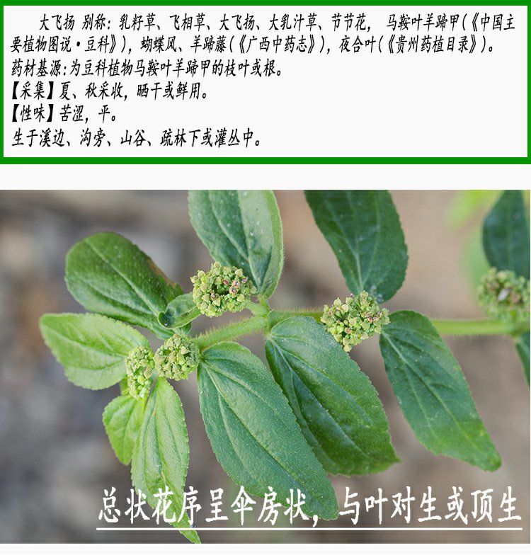 伟博新货干品500克大飞扬草大乳汁草节节花飞扬草500g