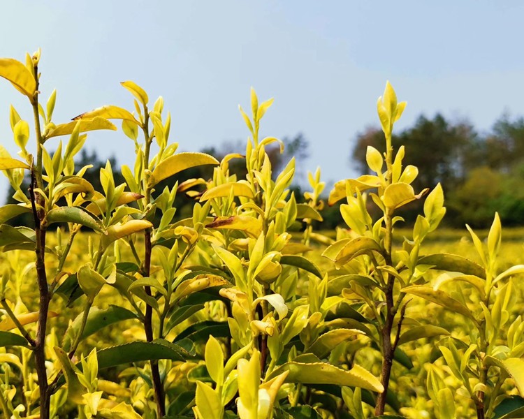天台山黄茶紫凝黄茶特选礼盒中黄1号黄金芽黄芽茶叶50g九凝飞黄天台山