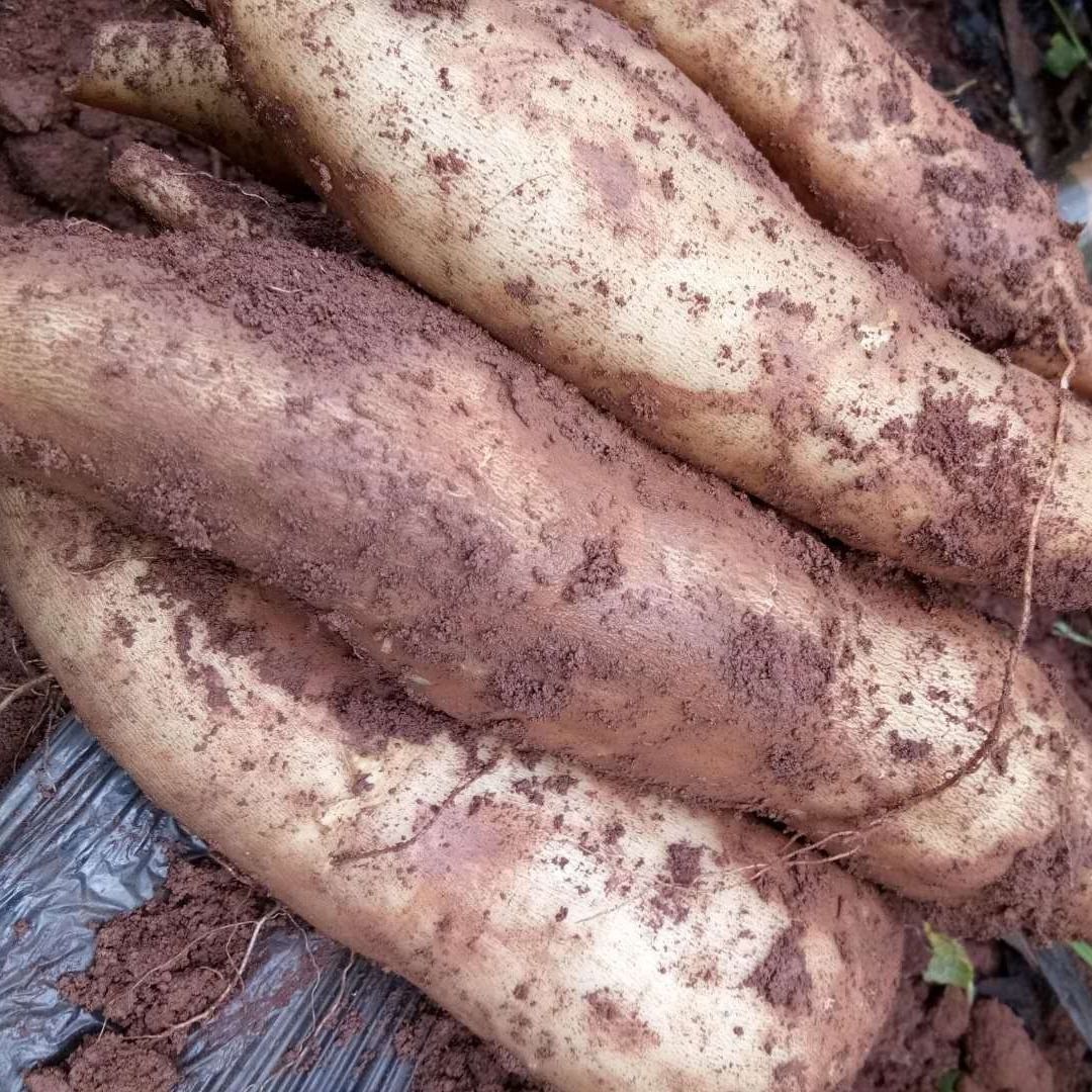 天山雪莲果云南红泥雪莲果应季新鲜水果特产10/12斤现