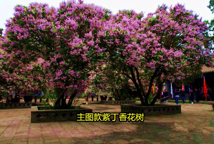 丁香花树苗盆栽地栽四季常青开花庭院风景花木树苗 9年苗独杆5厘米粗