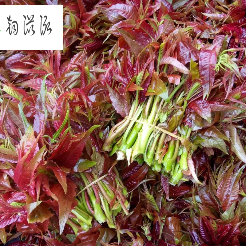 特产特产香椿芽新鲜椿菜芽红油椿菜头茬香椿芽菜应季蔬菜嫩叶1斤