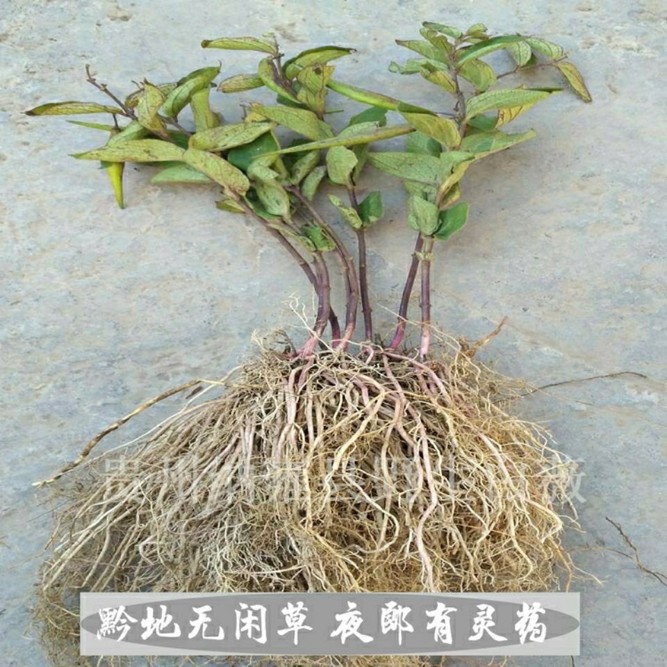 伟博中草药材白薇草贵州省草白马薇白前老君须针线包产地直发嘉万滋补