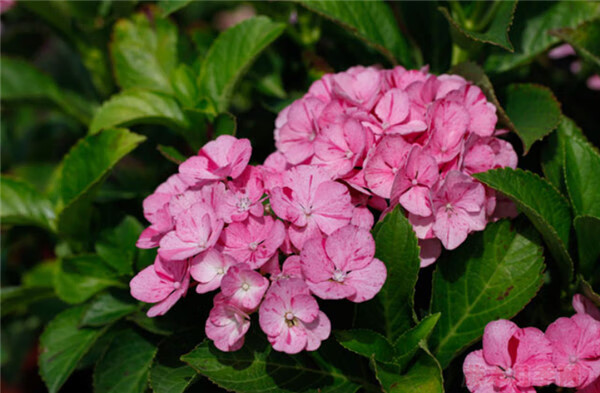 条纹绣球甜蜜幻想重瓣绣球八仙花庭院阳台花卉植物盆栽小苗