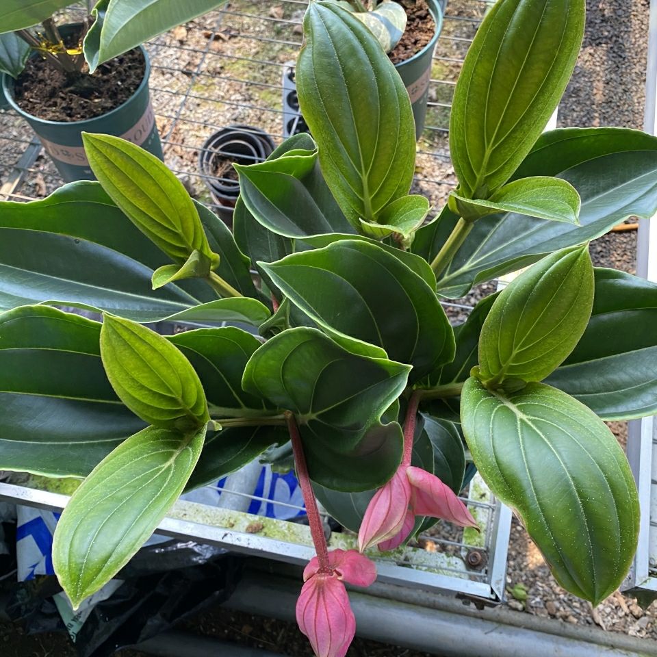 轻奢芊阙宝莲灯花盆栽花苗四季开花美丁花室内高档观赏花 宝莲灯2叶
