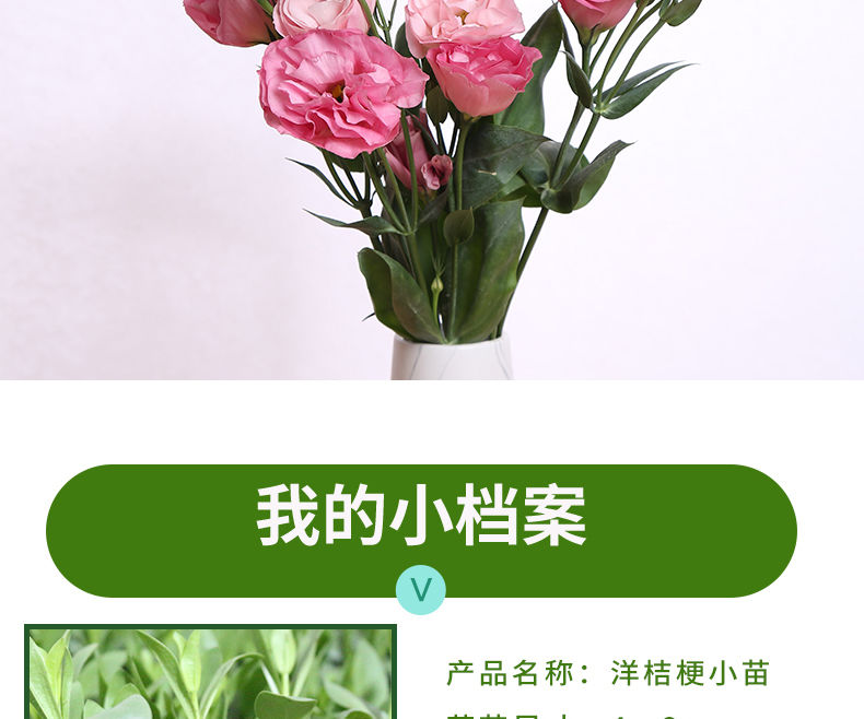 涞思芊*轻奢芊阙现货云南基地直销重瓣洋桔梗花苗惊艳切花洋桔梗苗