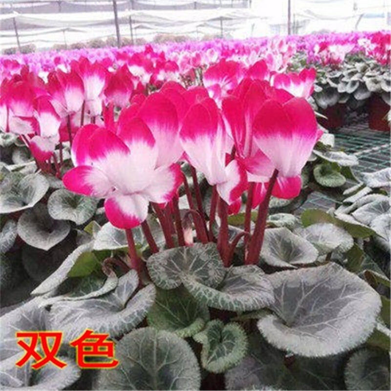 磐阙*磐阙上新带花发货仙客来 长寿花盆栽室内花卉四季花阳观花四季