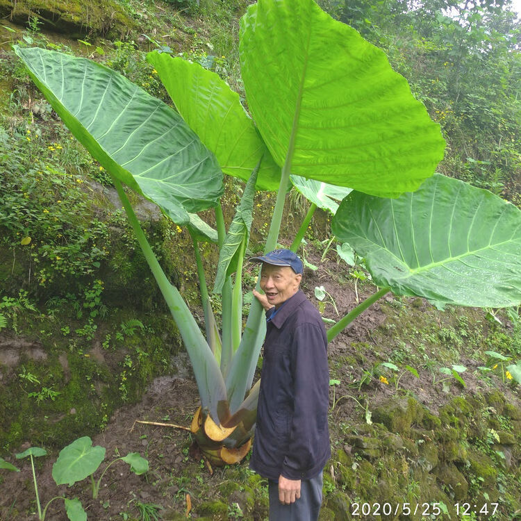 磐阙磐阙上新象耳芋大野芋芋热带风情植物庭院装饰室外装饰大型观叶