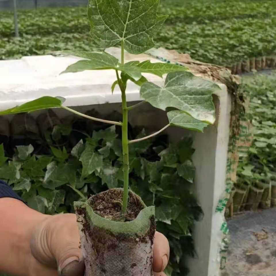 劲胜(jin sheng) 木瓜树苗番木瓜红肉矮化大青牛奶黄金木瓜苗盆栽地栽