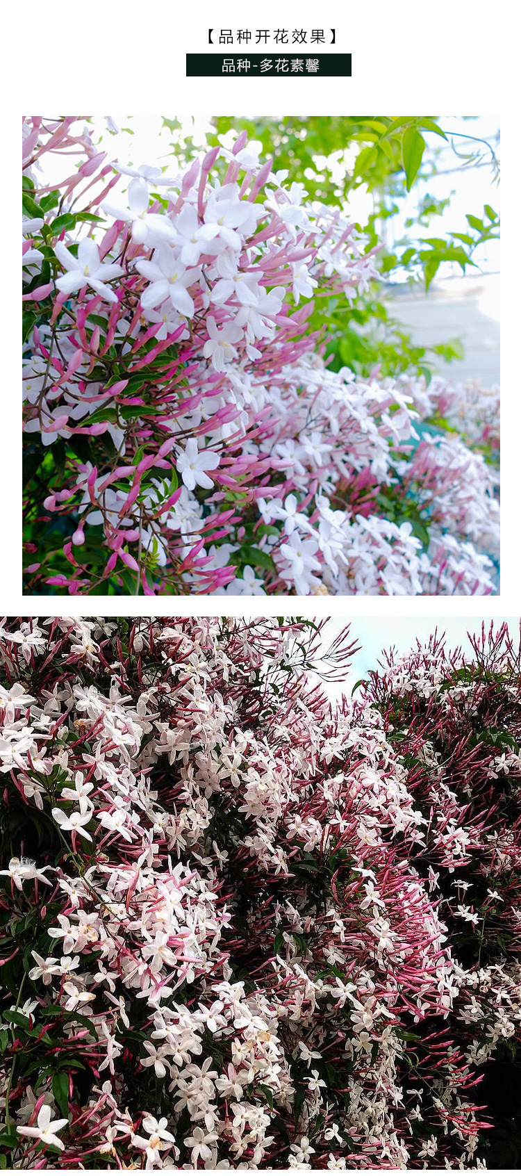 素馨花苗多花素馨盆栽花卉阳台庭院花园藤蔓植物耐阴常绿植物庭院别墅