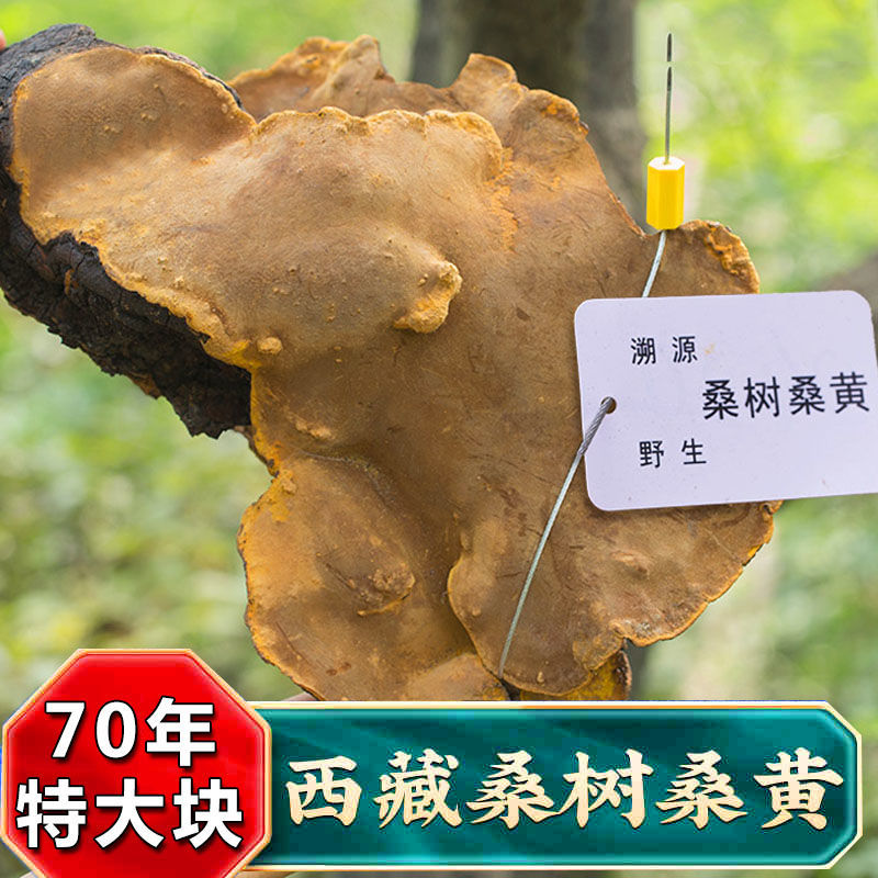 伟博西藏桑黄正宗桑树桑黄50年特大块桑黄灵芝茶长白山金边桑黄 60年