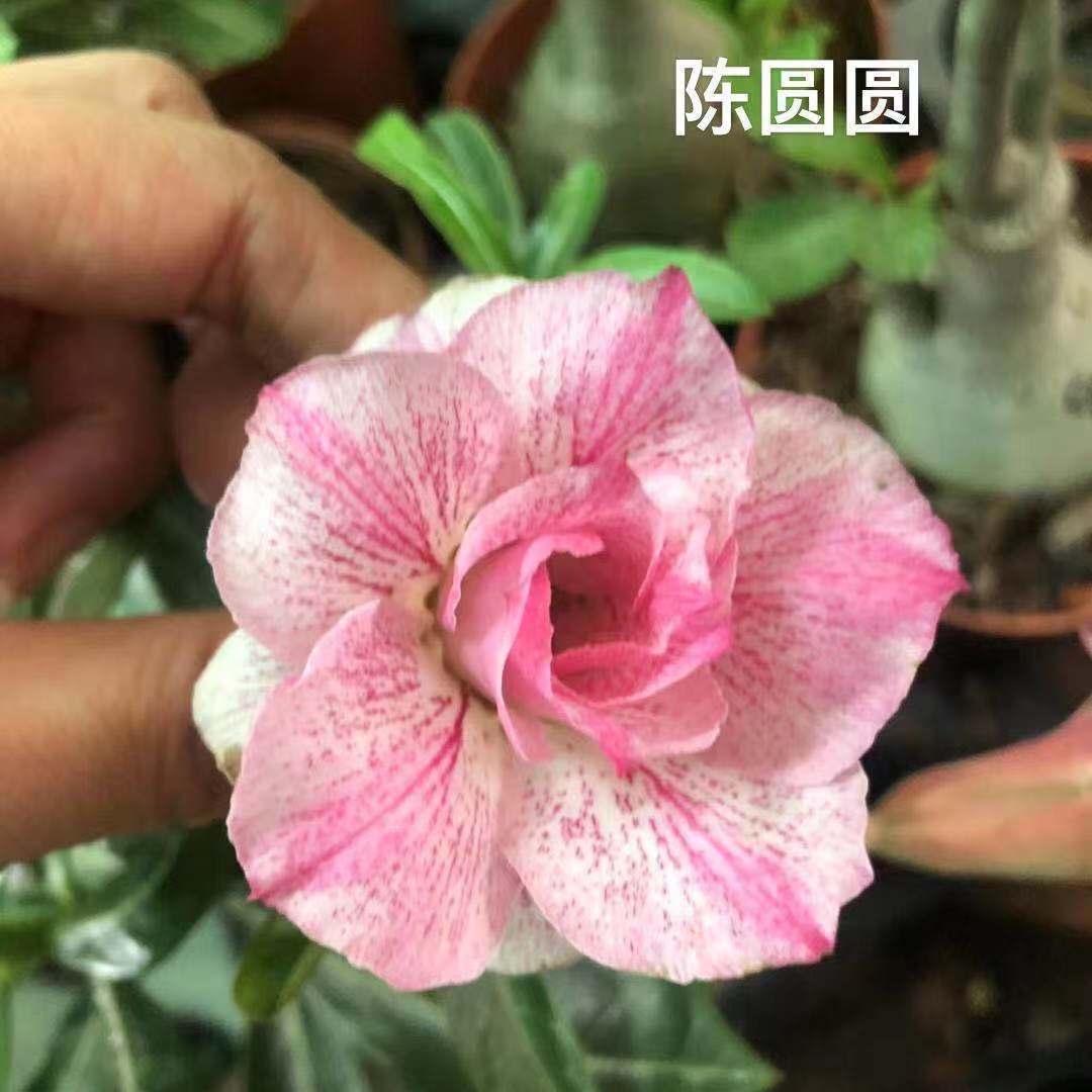 沙漠玫瑰盆栽嫁接老桩重瓣沙玫花苗四季开花带花苞绿植花卉植物三色堇