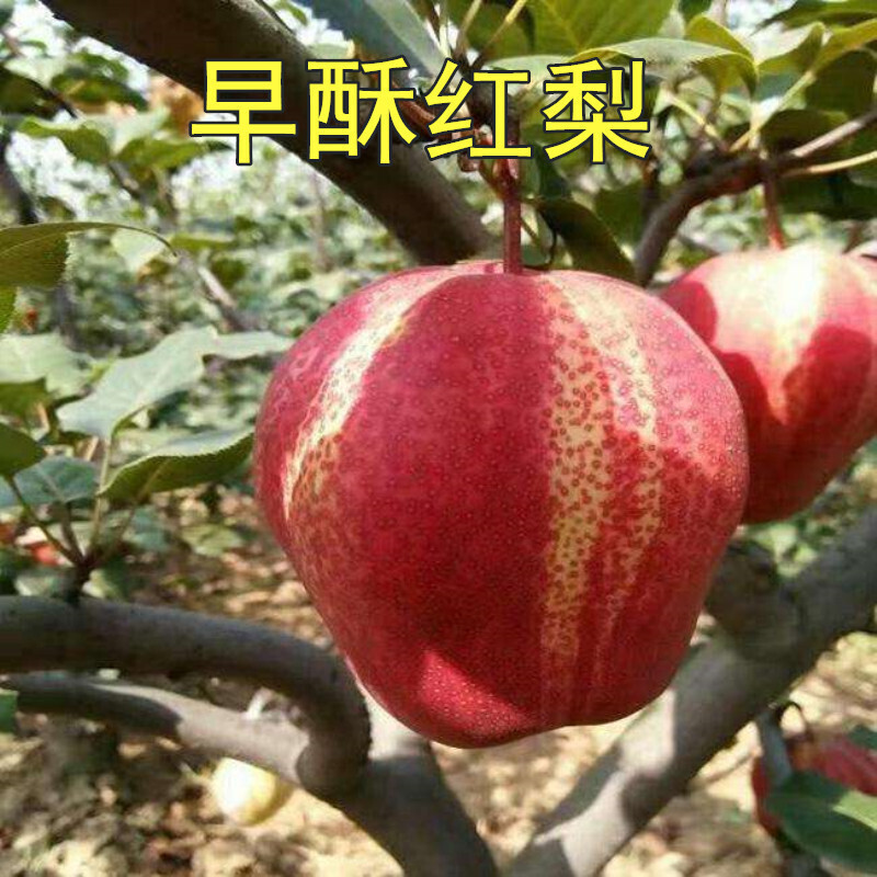 早酥红梨树苗果苗梨嫁接梨树苗南方北方种植南果梨苏翠一号梨苗果树5
