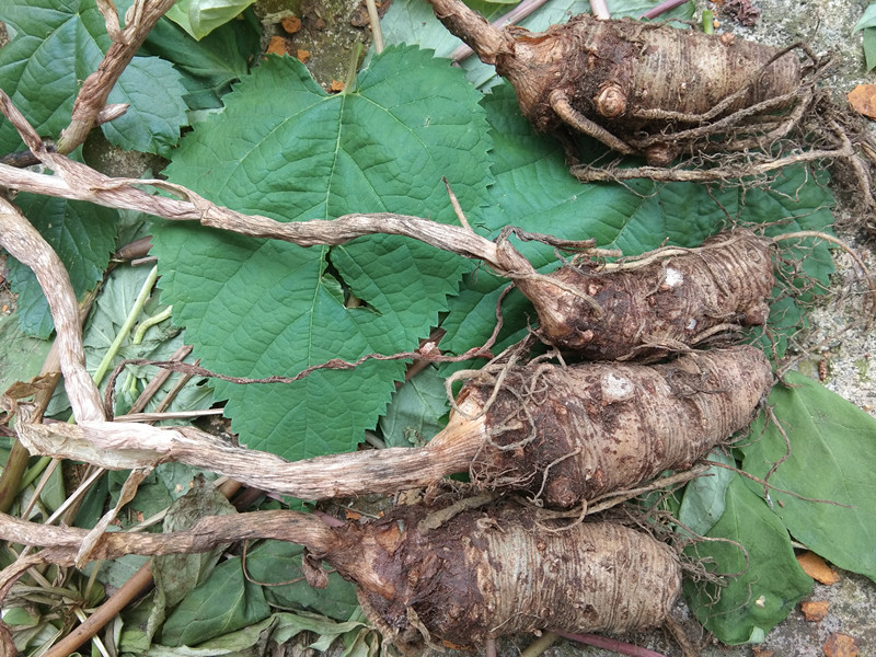 贵州苗家特产草药新鲜雪里见250g半截烂野包谷蛇包谷躲雷草