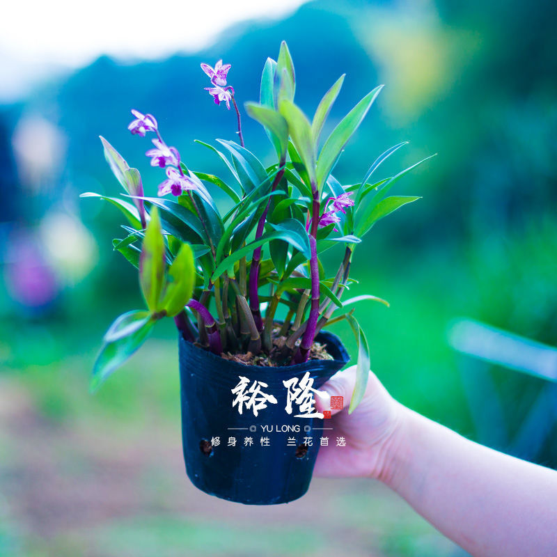 浓香型香水石斛兰花盆栽室内植物紫蝶铁皮石斛四季开花金钻石斛五苗送