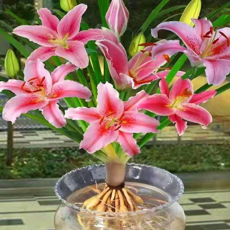 磐阙*上新新品水培香水百合易活多季开花土培花卉室内阳台室外庭院