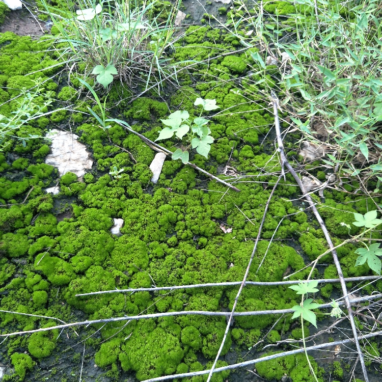 嘉瑰苔藓种子假山上水石盆景四季鲜活青草花植物装饰点缀野生青苔hl