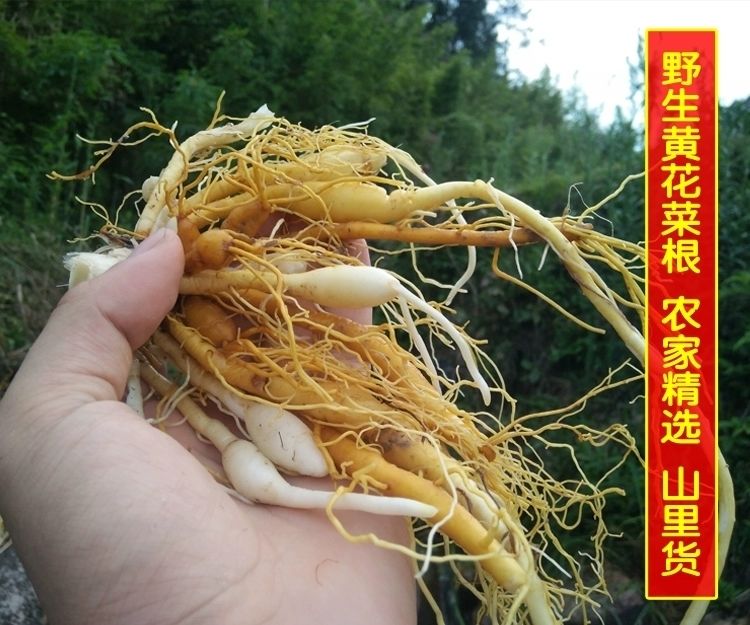 伟博野生黄花菜根500g新鲜黄花菜根干货金针根萱草根黄花菜苗根野生