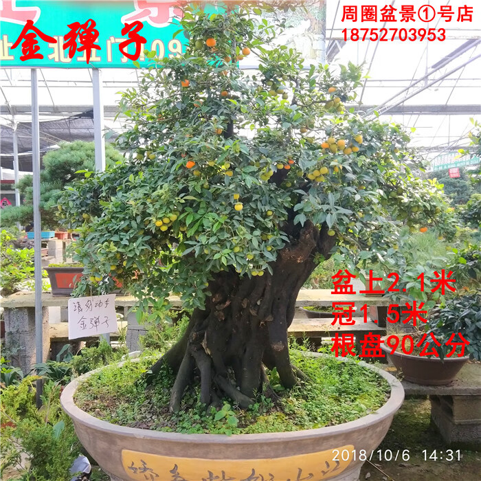 实拍大型金弹子盆景结果盆景四季常青大型金弹子老桩盆景含盆
