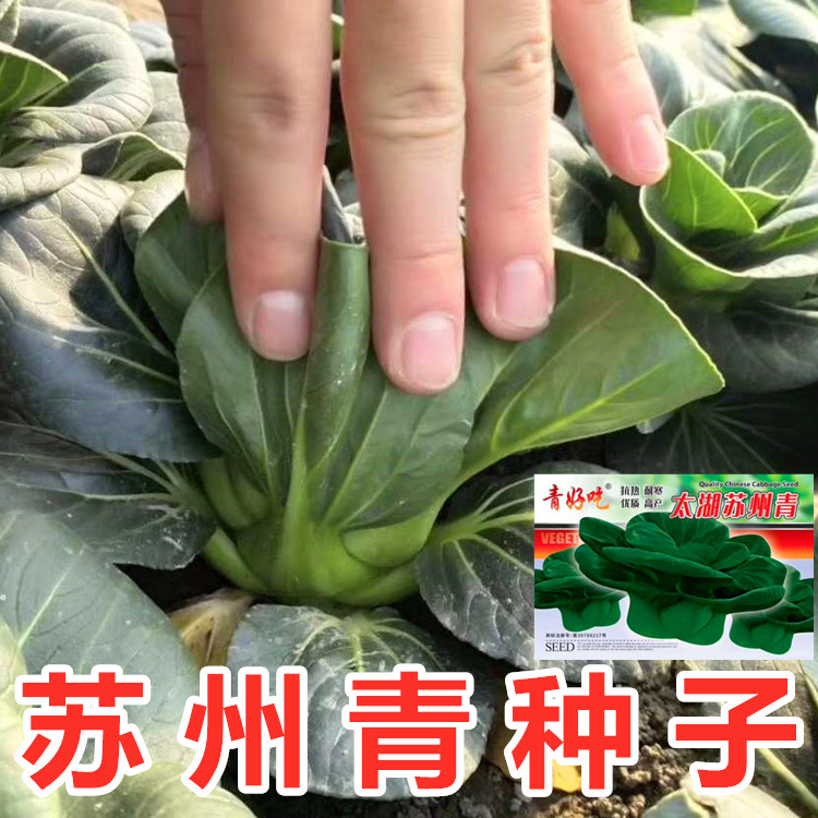 太湖苏州青种子小白菜青绿梗油菜四川秋冬季耐寒苏州青种籽蔬菜孑太湖