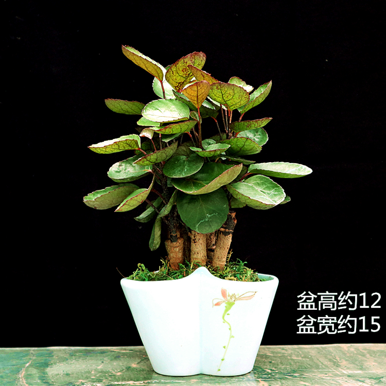 钱多多圆叶植物盆栽金钱兜盆景室内易活花卉茶几办公桌面绿植红塑料盆