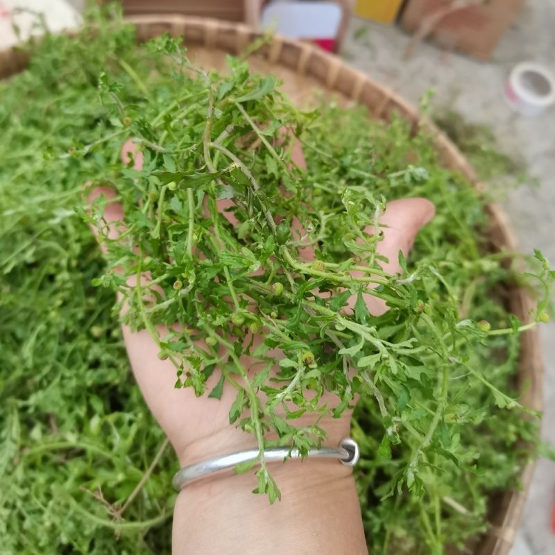 伟博新鲜青草药鹅不食草饿不吃草鹅仔不食草猪屎草食胡荽250g半斤
