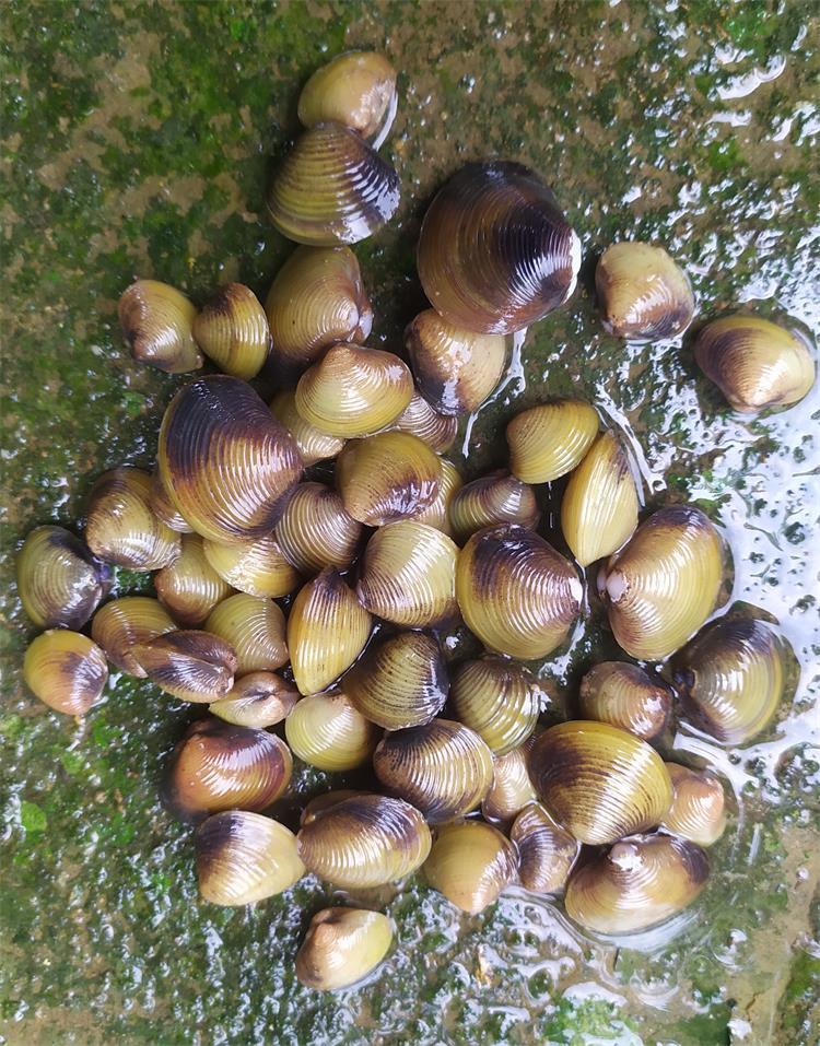 黄金河蚬原生溪蚬小河蚌活体鳑鲏繁殖淡水鱼缸除藻净化水质观赏螺