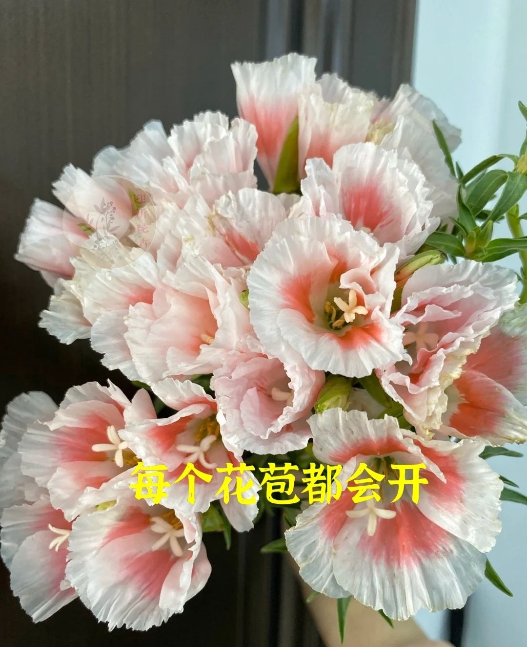 【古代稀送春花 云南基地直发鲜切花稀有花材水培唯美鲜花 活力桃红