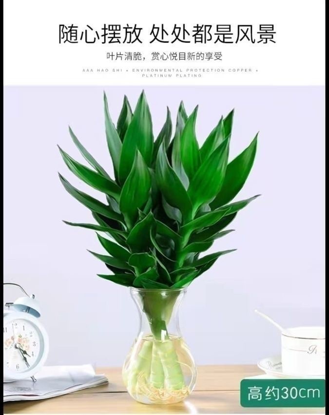 水培观音竹四季常青 绿植环保室内清新净化空气盆栽吸甲醛防辐射 白色观音竹3支+瓶