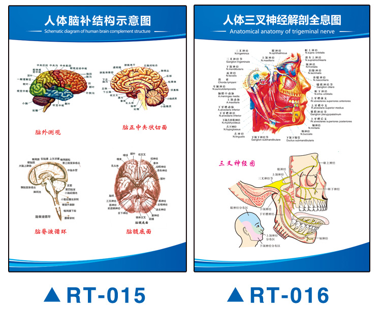 人体解剖图结构示意图内脏器官喉部解剖图医院耳鼻喉解剖图挂图 rt