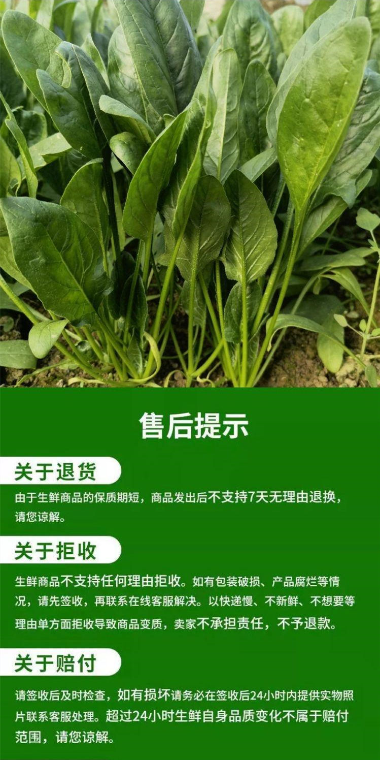 新鲜菠菜现挖现发大小叶红根土菠菜农家自种优质时令火锅蔬菜批发5斤