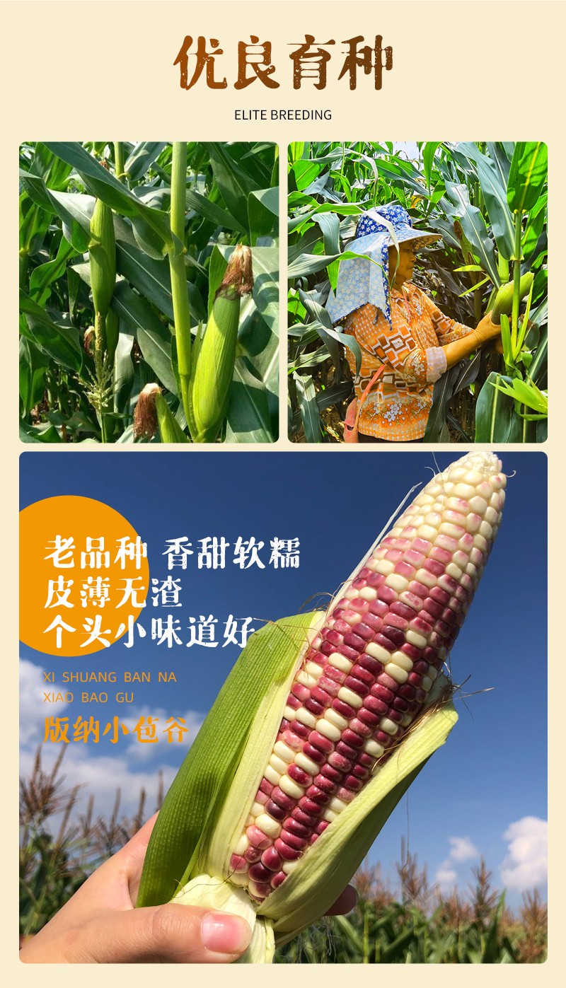 【体德堂】西双版纳傣家新鲜即食真空香糯小玉米代餐粗粮黏玉米棒1.5kg（7-12根） 1袋
