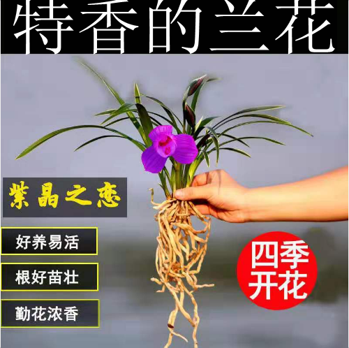 金边兰花 紫晶之恋 金边线艺 好养 室内盆栽 东方神荷5苗连体 不含盆
