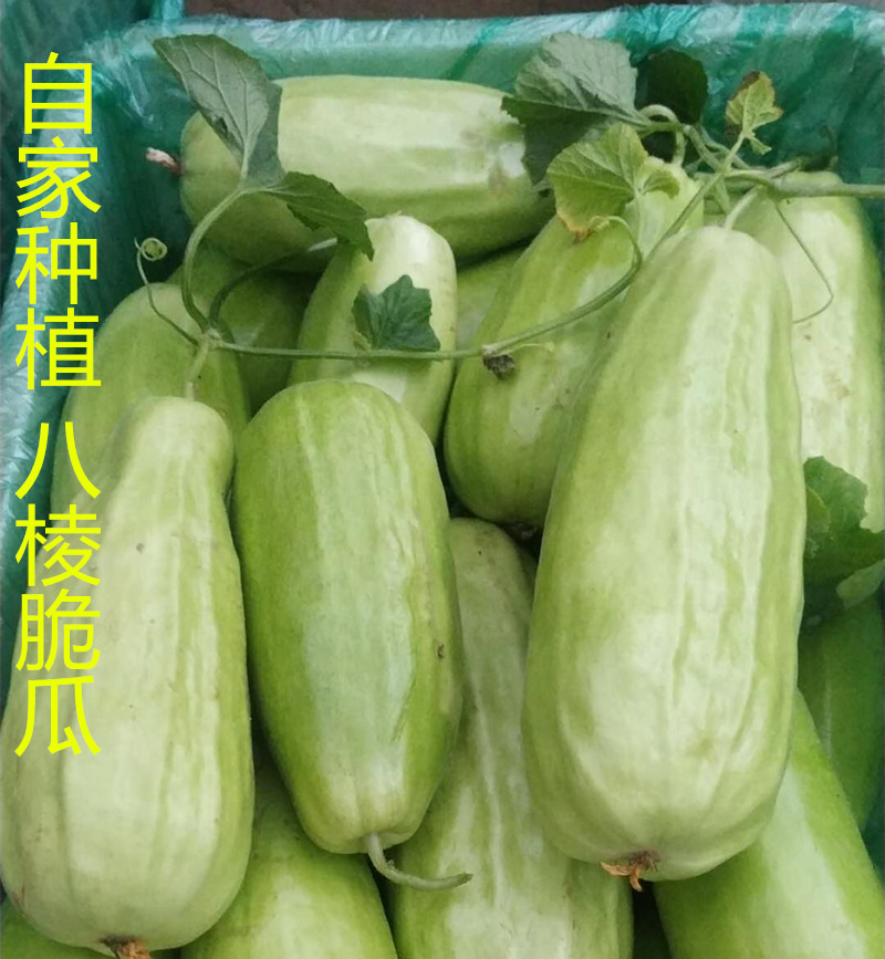 海谷生鲜水果山东八棱脆瓜菜瓜烧瓜无糖水果甜瓜羊角蜜玉女瓜新鲜现摘
