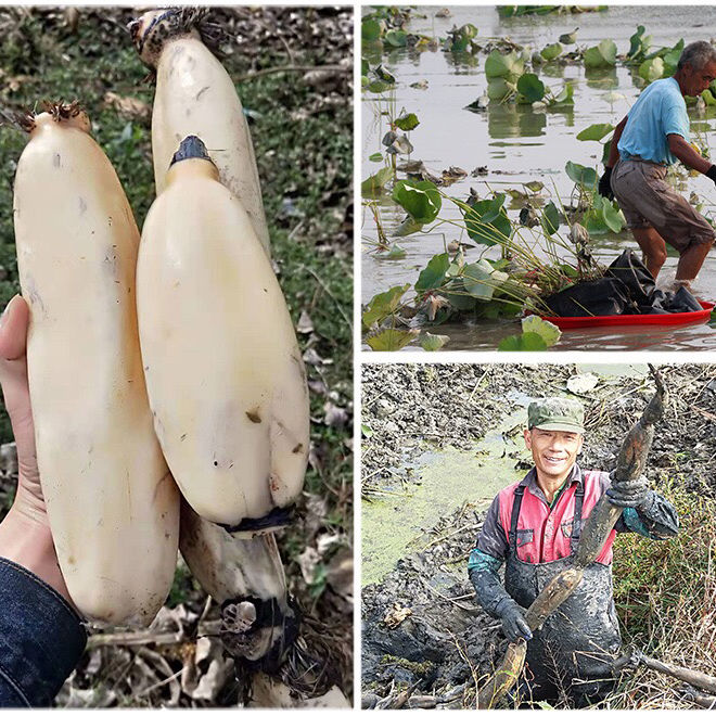 产地 中国大陆/湖北省/荆州市 包装方式 散装 莲藕种类 脆藕更多